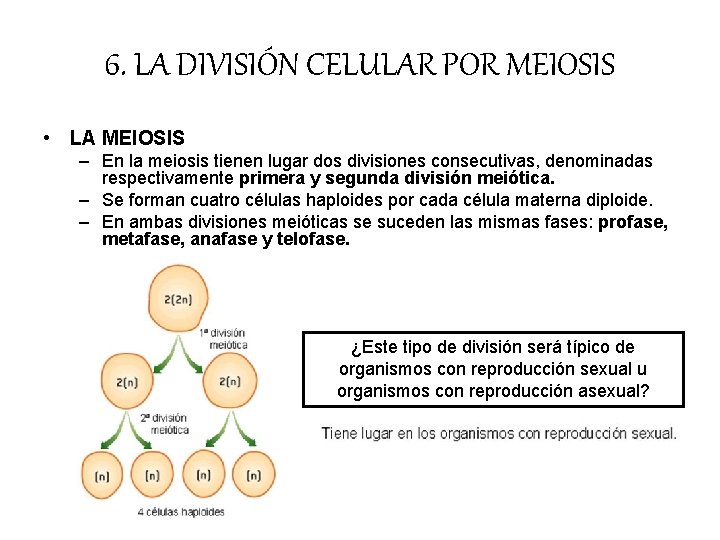 6. LA DIVISIÓN CELULAR POR MEIOSIS • LA MEIOSIS – En la meiosis tienen 6. LA DIVISIÓN CELULAR POR MEIOSIS • LA MEIOSIS – En la meiosis tienen