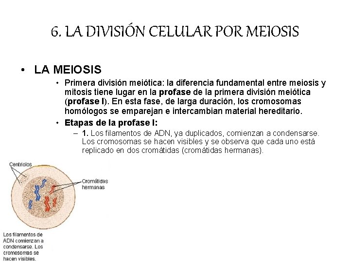 6. LA DIVISIÓN CELULAR POR MEIOSIS • LA MEIOSIS • Primera división meiótica: la 6. LA DIVISIÓN CELULAR POR MEIOSIS • LA MEIOSIS • Primera división meiótica: la