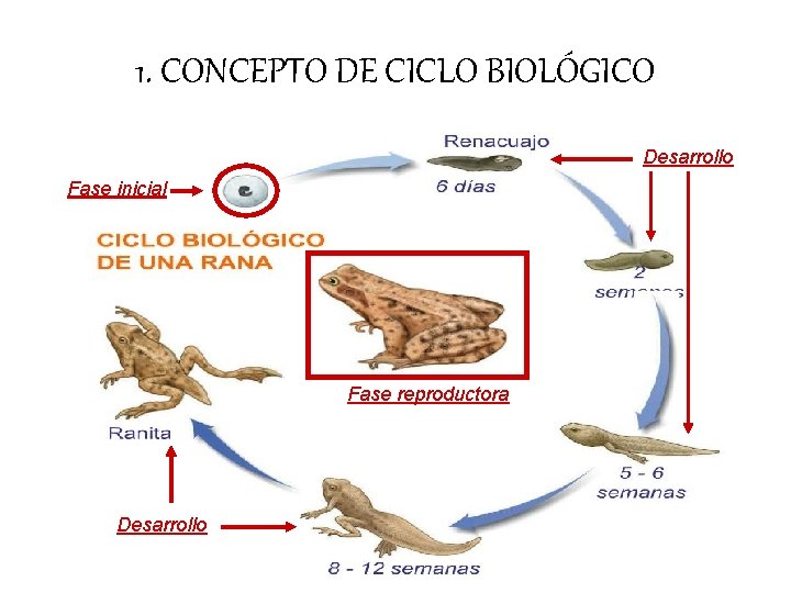 1. CONCEPTO DE CICLO BIOLÓGICO Desarrollo Fase inicial Fase reproductora Desarrollo 1. CONCEPTO DE CICLO BIOLÓGICO Desarrollo Fase inicial Fase reproductora Desarrollo