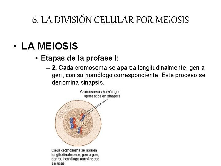 6. LA DIVISIÓN CELULAR POR MEIOSIS • LA MEIOSIS • Etapas de la profase 6. LA DIVISIÓN CELULAR POR MEIOSIS • LA MEIOSIS • Etapas de la profase