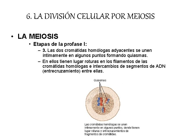 6. LA DIVISIÓN CELULAR POR MEIOSIS • LA MEIOSIS • Etapas de la profase 6. LA DIVISIÓN CELULAR POR MEIOSIS • LA MEIOSIS • Etapas de la profase