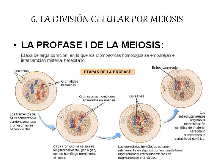 6. LA DIVISIÓN CELULAR POR MEIOSIS • LA PROFASE I DE LA MEIOSIS: 6. LA DIVISIÓN CELULAR POR MEIOSIS • LA PROFASE I DE LA MEIOSIS: