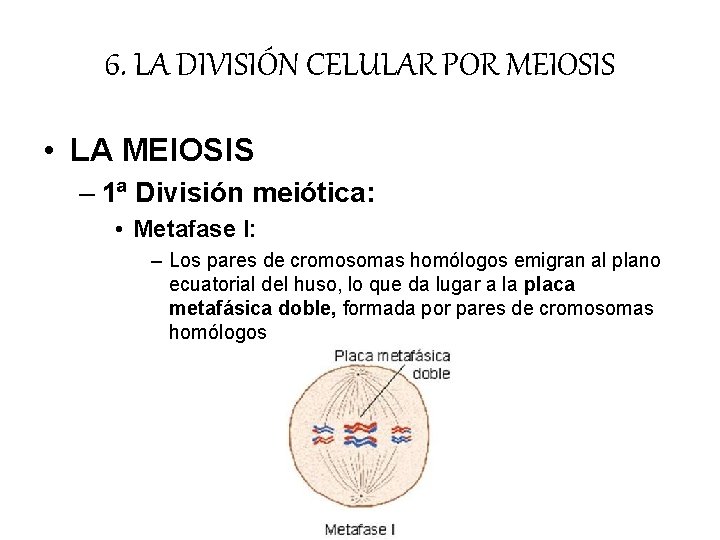 6. LA DIVISIÓN CELULAR POR MEIOSIS • LA MEIOSIS – 1ª División meiótica: • 6. LA DIVISIÓN CELULAR POR MEIOSIS • LA MEIOSIS – 1ª División meiótica: •