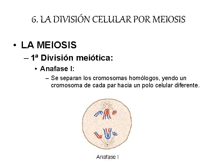 6. LA DIVISIÓN CELULAR POR MEIOSIS • LA MEIOSIS – 1ª División meiótica: • 6. LA DIVISIÓN CELULAR POR MEIOSIS • LA MEIOSIS – 1ª División meiótica: •