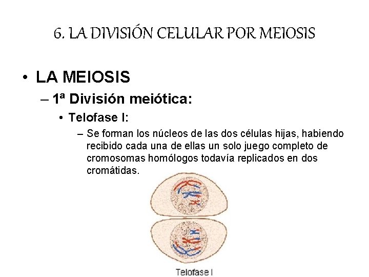 6. LA DIVISIÓN CELULAR POR MEIOSIS • LA MEIOSIS – 1ª División meiótica: • 6. LA DIVISIÓN CELULAR POR MEIOSIS • LA MEIOSIS – 1ª División meiótica: •