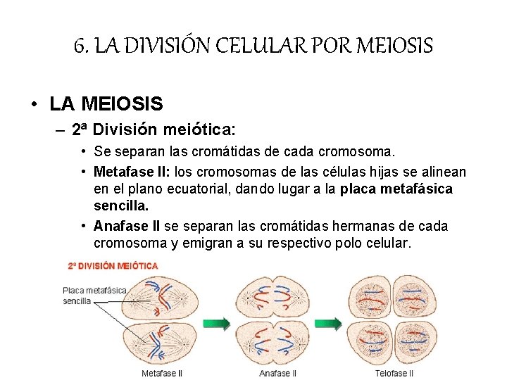 6. LA DIVISIÓN CELULAR POR MEIOSIS • LA MEIOSIS – 2ª División meiótica: • 6. LA DIVISIÓN CELULAR POR MEIOSIS • LA MEIOSIS – 2ª División meiótica: •