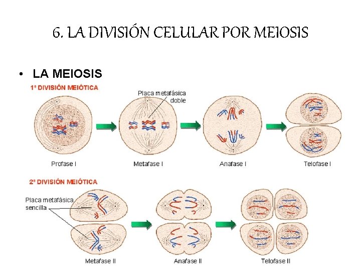 6. LA DIVISIÓN CELULAR POR MEIOSIS • LA MEIOSIS 6. LA DIVISIÓN CELULAR POR MEIOSIS • LA MEIOSIS