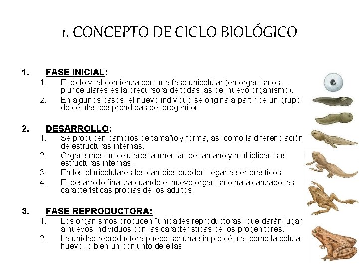 1. CONCEPTO DE CICLO BIOLÓGICO 1. FASE INICIAL: 1. 2. DESARROLLO: 1. 2. 3. 1. CONCEPTO DE CICLO BIOLÓGICO 1. FASE INICIAL: 1. 2. DESARROLLO: 1. 2. 3.