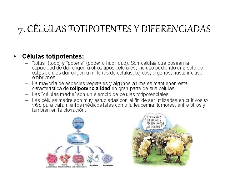 7. CÉLULAS TOTIPOTENTES Y DIFERENCIADAS • Células totipotentes: – "totus" (todo) y "potens" (poder 7. CÉLULAS TOTIPOTENTES Y DIFERENCIADAS • Células totipotentes: – "totus" (todo) y "potens" (poder