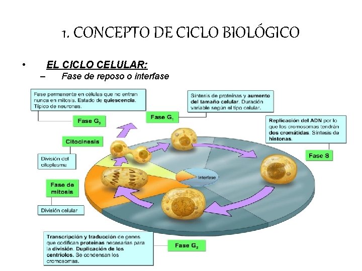 1. CONCEPTO DE CICLO BIOLÓGICO • EL CICLO CELULAR: – Fase de reposo o 1. CONCEPTO DE CICLO BIOLÓGICO • EL CICLO CELULAR: – Fase de reposo o