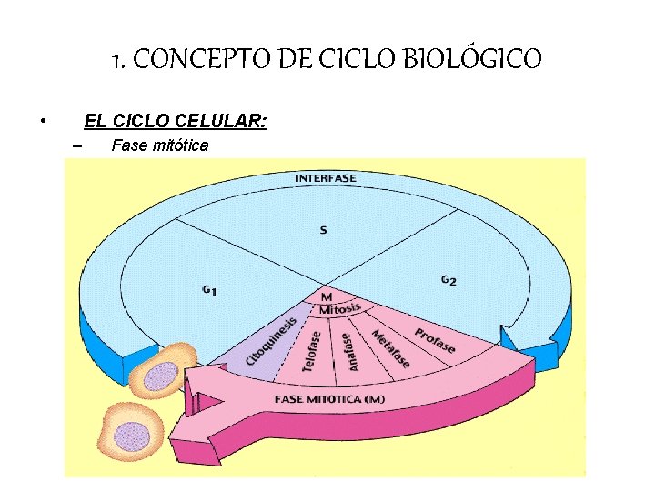 1. CONCEPTO DE CICLO BIOLÓGICO • EL CICLO CELULAR: – Fase mitótica 1. CONCEPTO DE CICLO BIOLÓGICO • EL CICLO CELULAR: – Fase mitótica