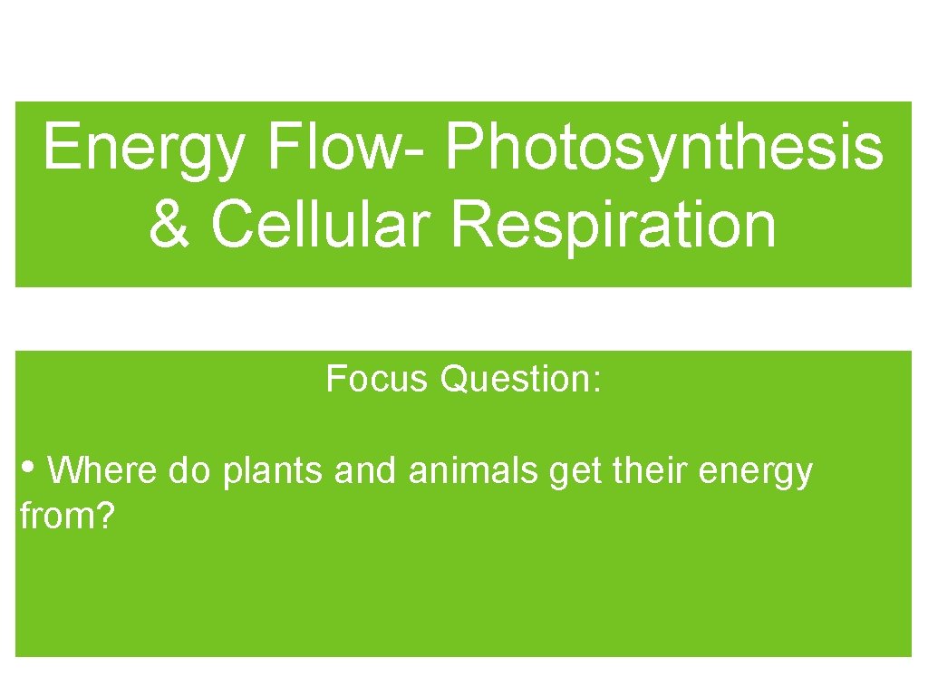 Energy Flow- Photosynthesis & Cellular Respiration Focus Question: • Where do plants and animals