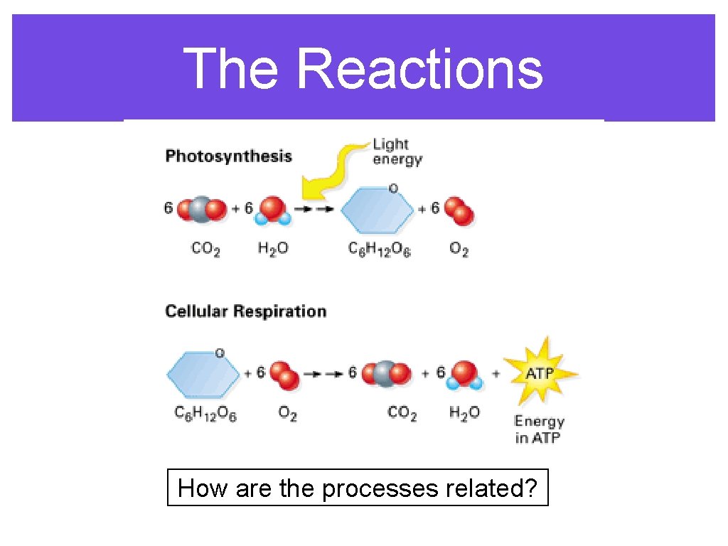 The Reactions How are the processes related? 