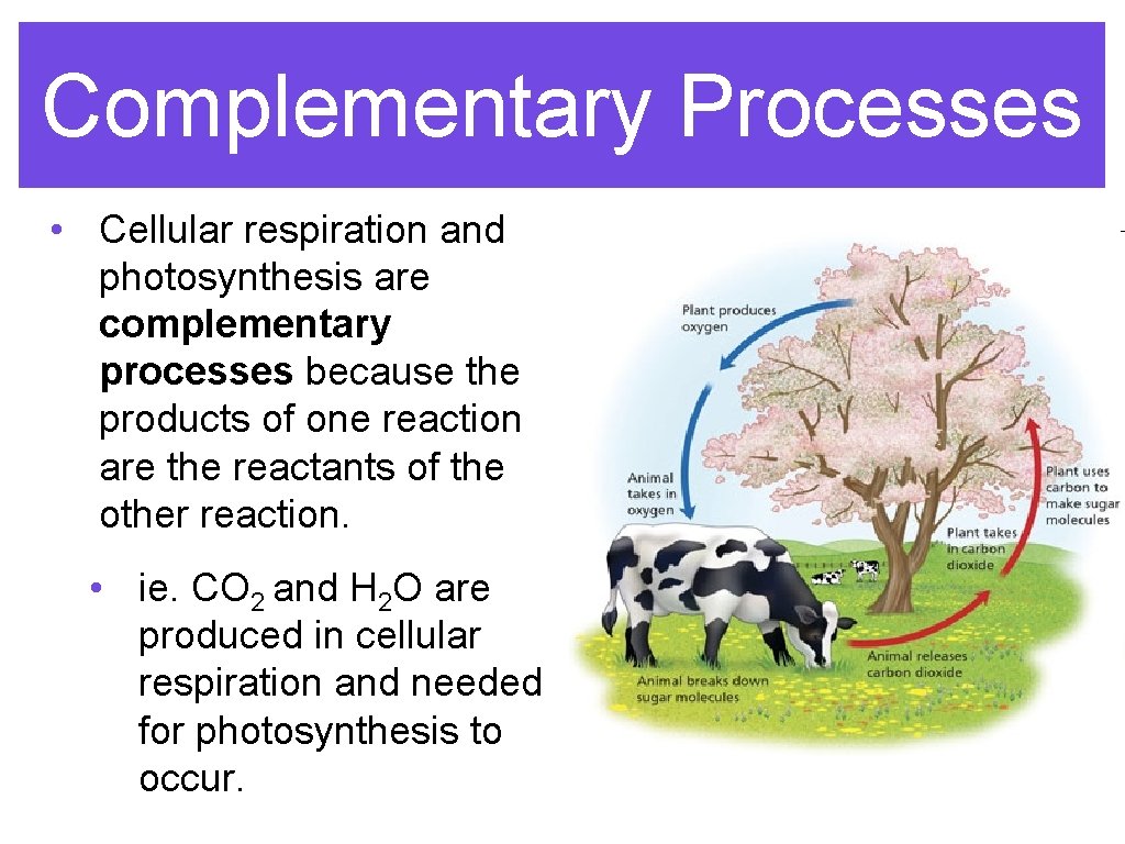 Complementary Processes • Cellular respiration and photosynthesis are complementary processes because the products of