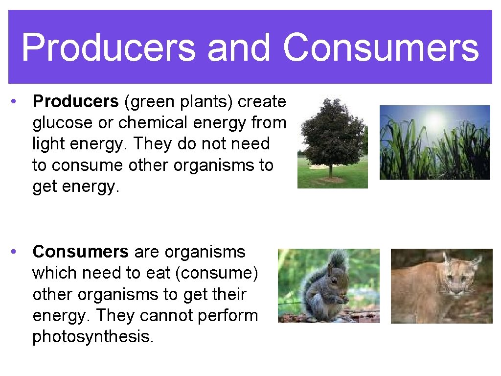 Producers and Consumers • Producers (green plants) create glucose or chemical energy from light