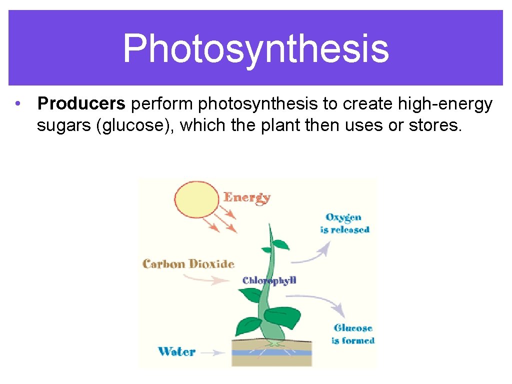 Photosynthesis • Producers perform photosynthesis to create high-energy sugars (glucose), which the plant then