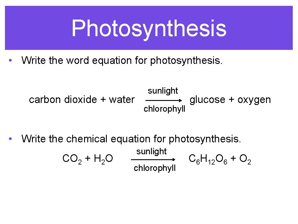 Photosynthesis • Write the word equation for photosynthesis. carbon dioxide + water sunlight chlorophyll