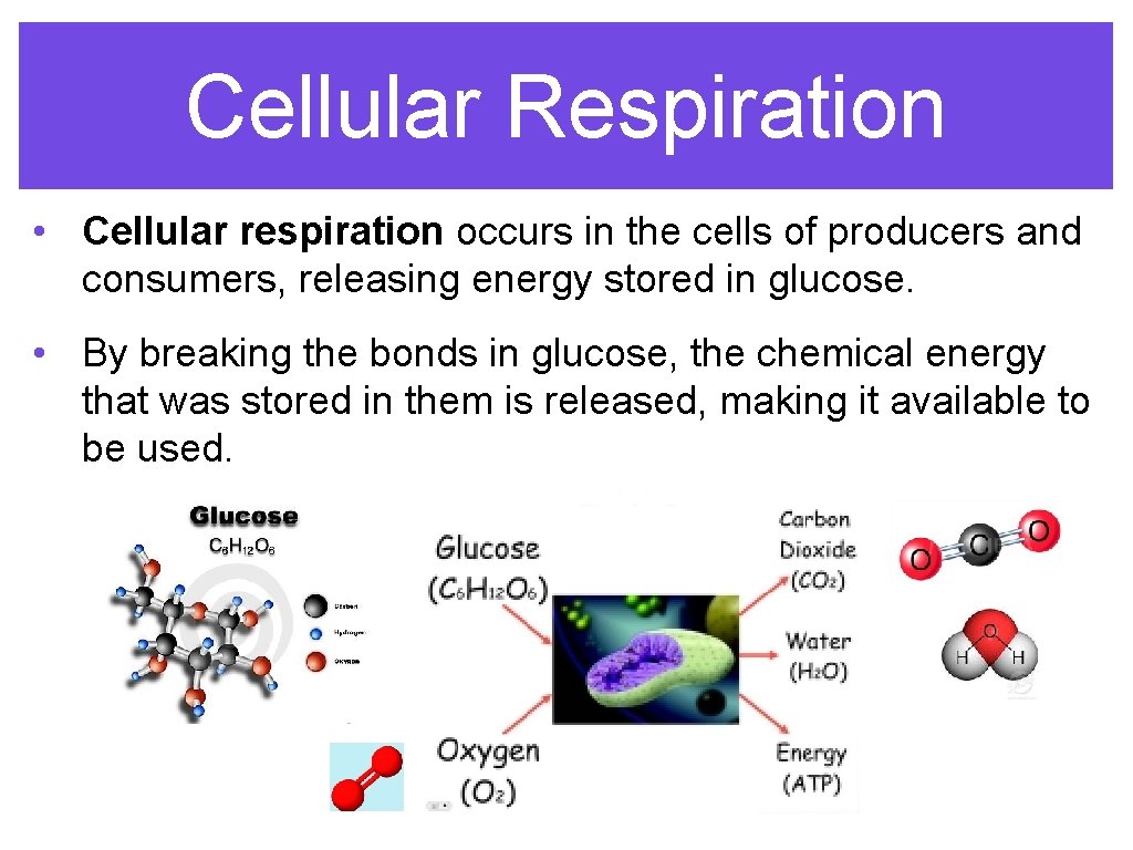 Cellular Respiration • Cellular respiration occurs in the cells of producers and consumers, releasing