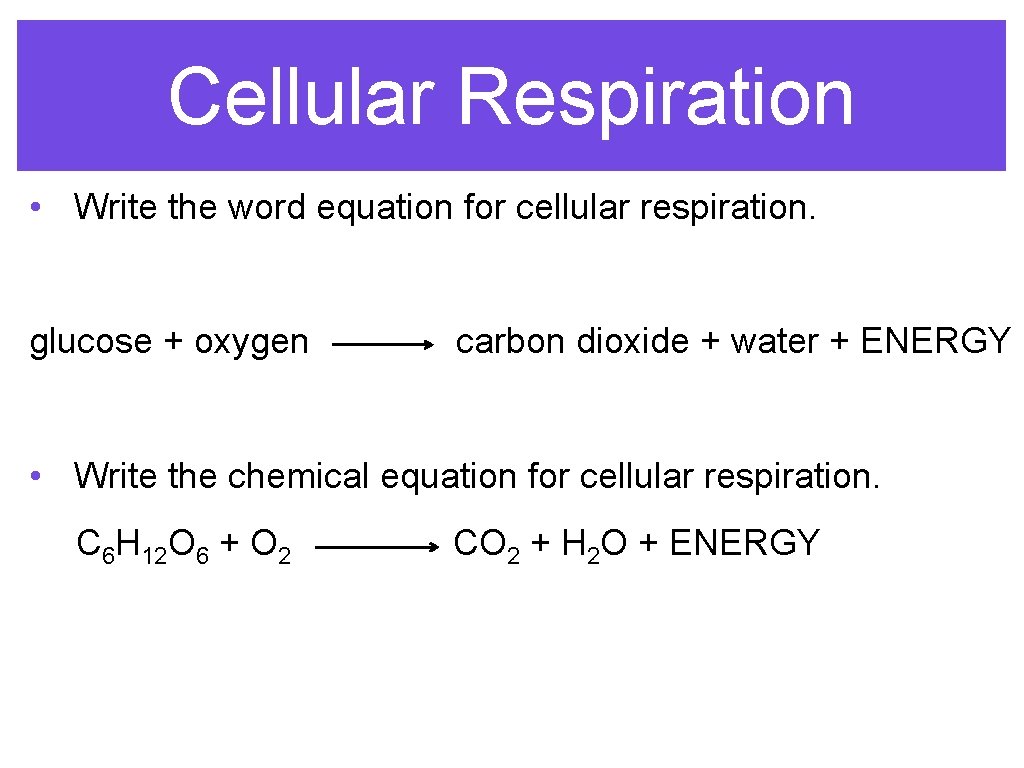 Chapter 8 Cellular Respiration Ppt Download