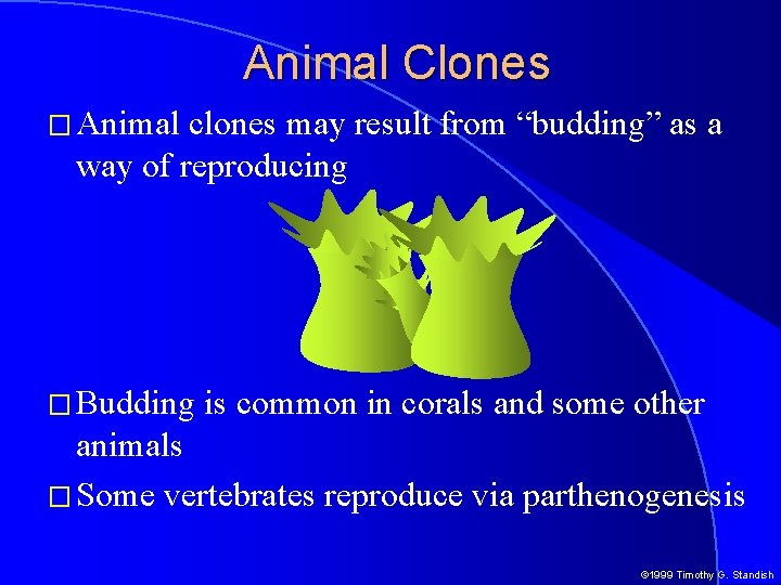 Animal Clones � Animal clones may result from “budding” as a way of reproducing