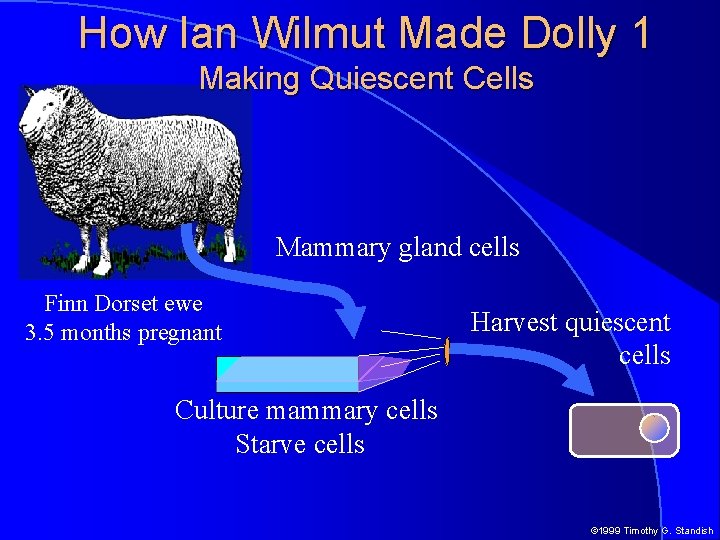 How Ian Wilmut Made Dolly 1 Making Quiescent Cells Mammary gland cells Finn Dorset