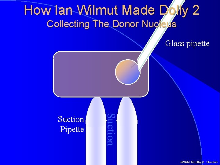 How Ian Wilmut Made Dolly 2 Collecting The Donor Nucleus Glass pipette Suction Pipette
