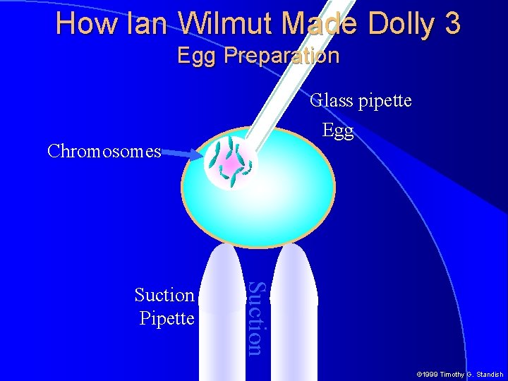 How Ian Wilmut Made Dolly 3 Egg Preparation Glass pipette Egg Chromosomes Suction Pipette