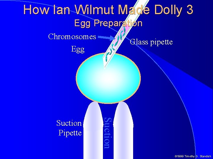 How Ian Wilmut Made Dolly 3 Egg Preparation Chromosomes Glass pipette Egg Suction Pipette