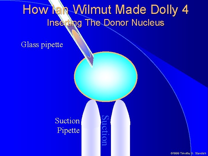 How Ian Wilmut Made Dolly 4 Inserting The Donor Nucleus Glass pipette Suction Pipette