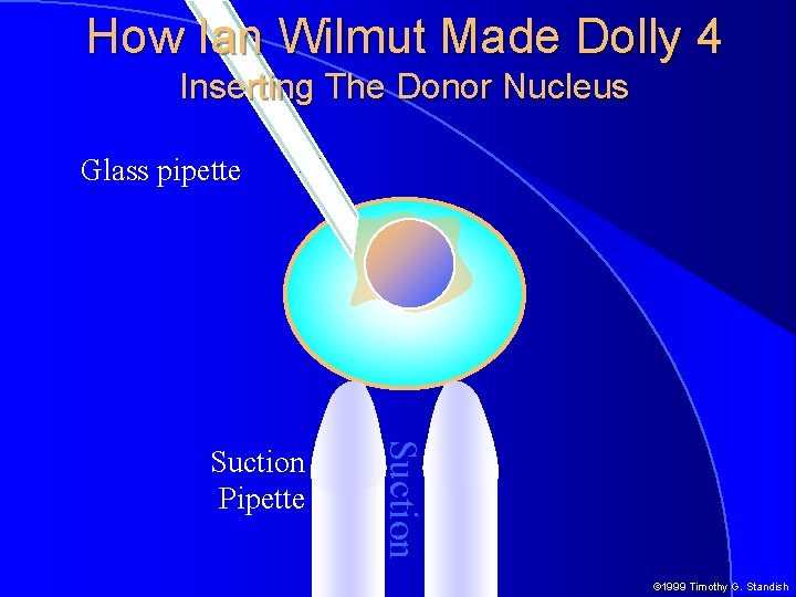 How Ian Wilmut Made Dolly 4 Inserting The Donor Nucleus Glass pipette Suction Pipette