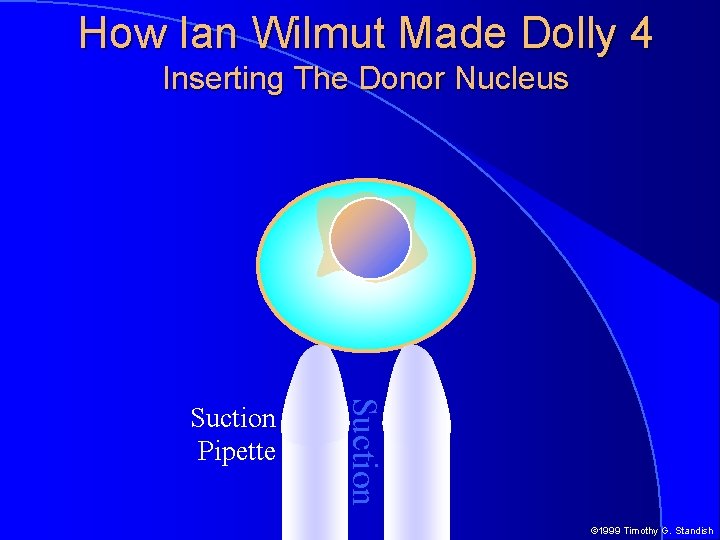How Ian Wilmut Made Dolly 4 Inserting The Donor Nucleus Suction Pipette © 1999