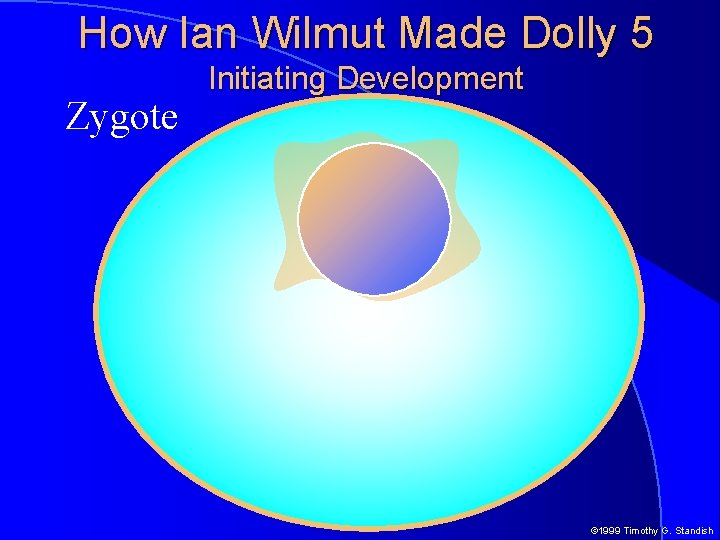 How Ian Wilmut Made Dolly 5 Zygote Initiating Development © 1999 Timothy G. Standish