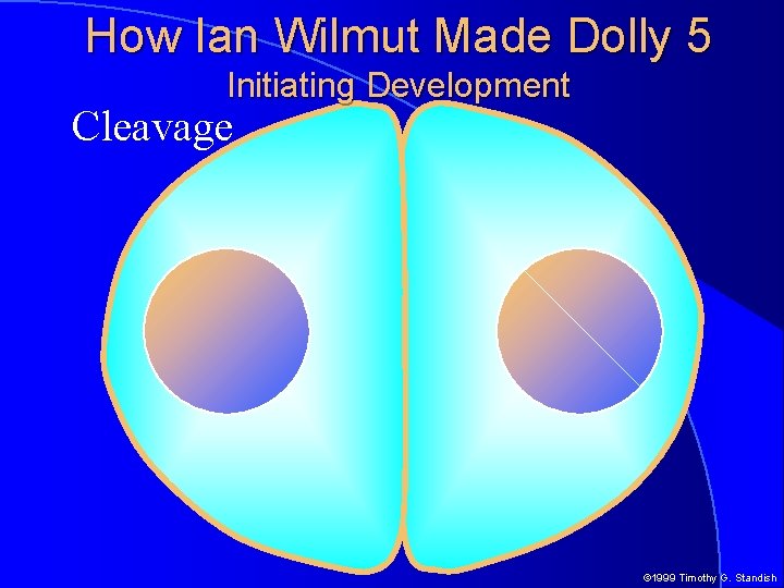 How Ian Wilmut Made Dolly 5 Initiating Development Cleavage © 1999 Timothy G. Standish