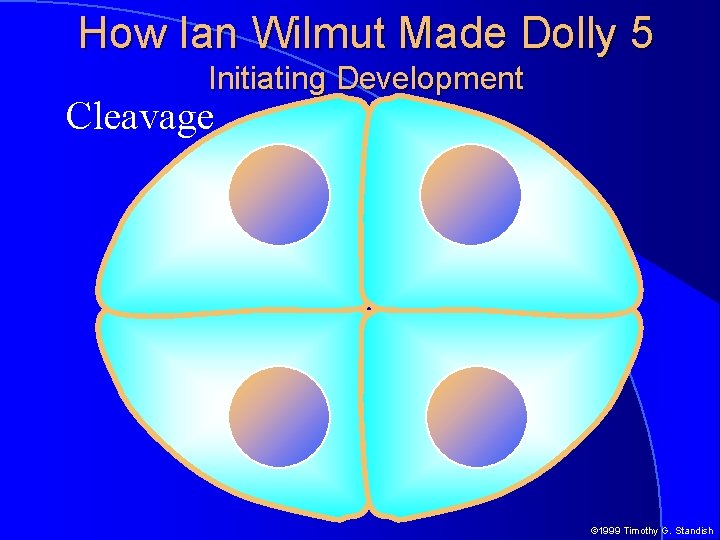 How Ian Wilmut Made Dolly 5 Initiating Development Cleavage © 1999 Timothy G. Standish