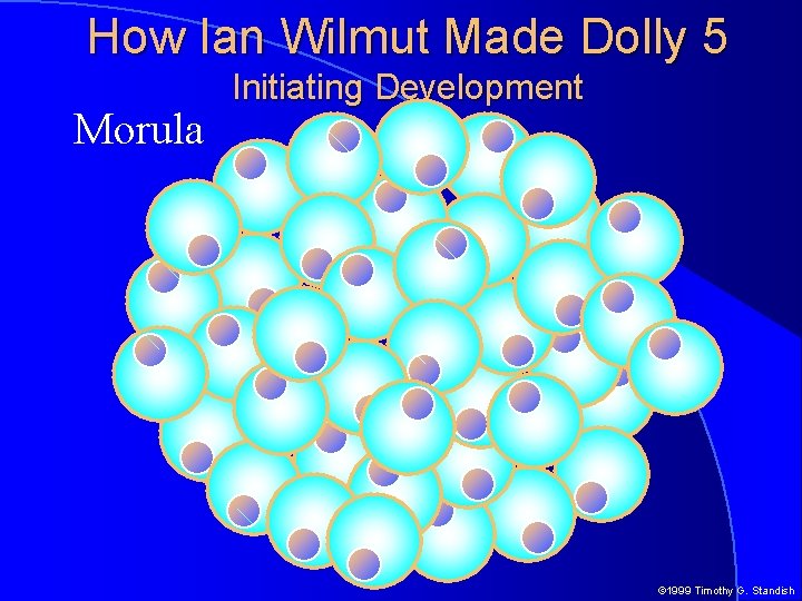 How Ian Wilmut Made Dolly 5 Morula Initiating Development © 1999 Timothy G. Standish