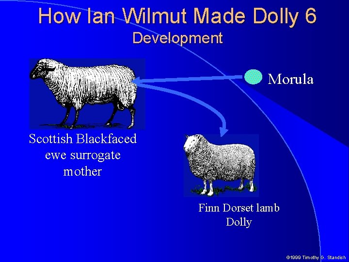 How Ian Wilmut Made Dolly 6 Development Morula Scottish Blackfaced ewe surrogate mother Finn