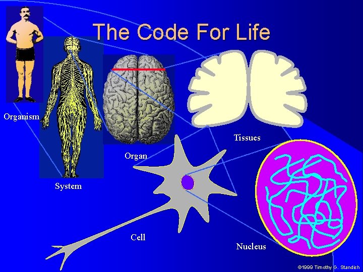 The Code For Life Organism. Tissues Organ System Cell Nucleus © 1999 Timothy G.