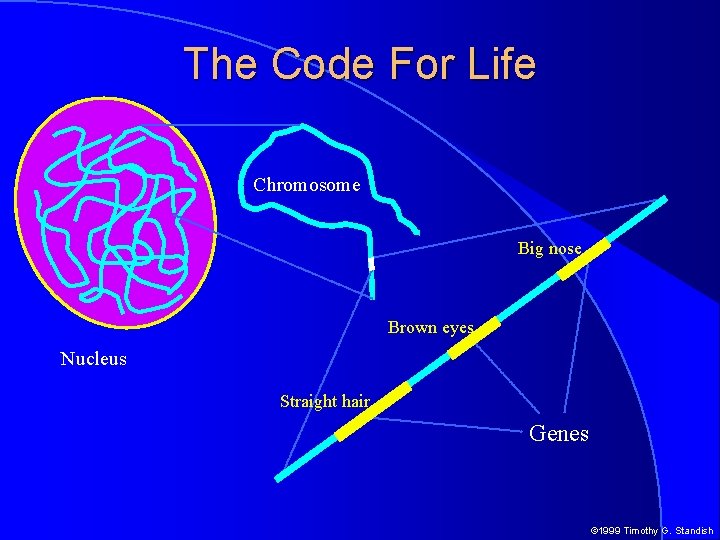 The Code For Life Chromosome Big nose Brown eyes Nucleus Straight hair Genes ©