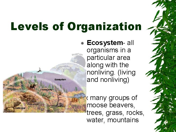 Levels of Organization Ecosystem- all organisms in a particular area along with the nonliving.