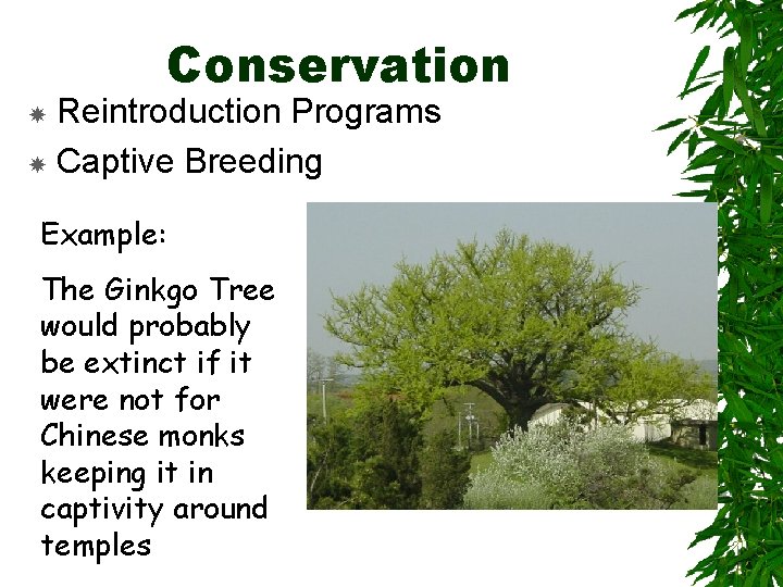 Conservation Reintroduction Programs Captive Breeding Example: The Ginkgo Tree would probably be extinct if