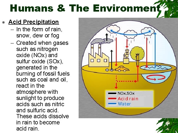 Humans & The Environment Acid Precipitation – In the form of rain, snow, dew