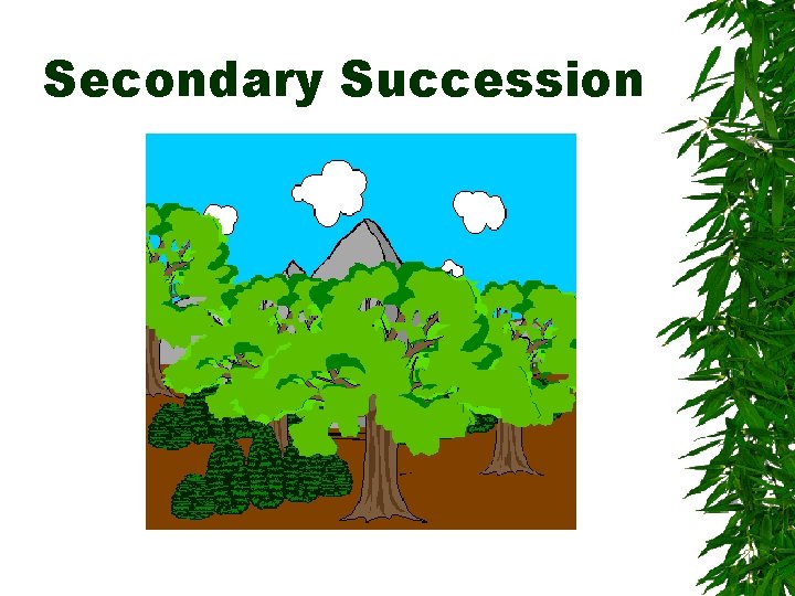 Secondary Succession 