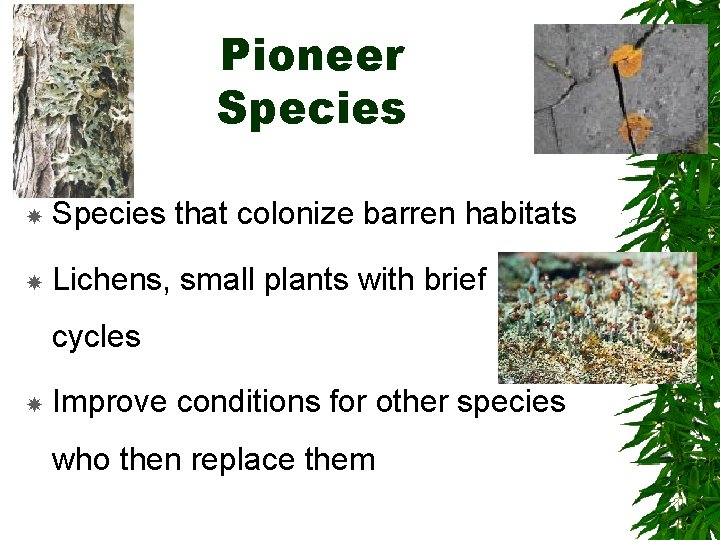 Pioneer Species that colonize barren habitats Lichens, small plants with brief life cycles Improve