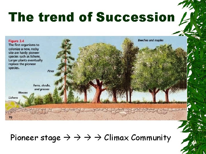 The trend of Succession Pioneer stage Climax Community 