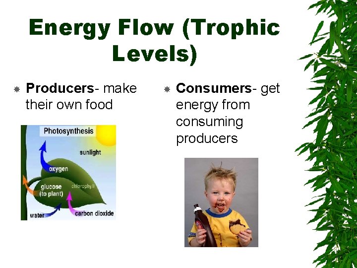 Energy Flow (Trophic Levels) Producers- make their own food Consumers- get energy from consuming