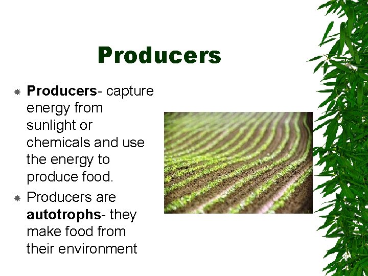 Producers Producers- capture energy from sunlight or chemicals and use the energy to produce