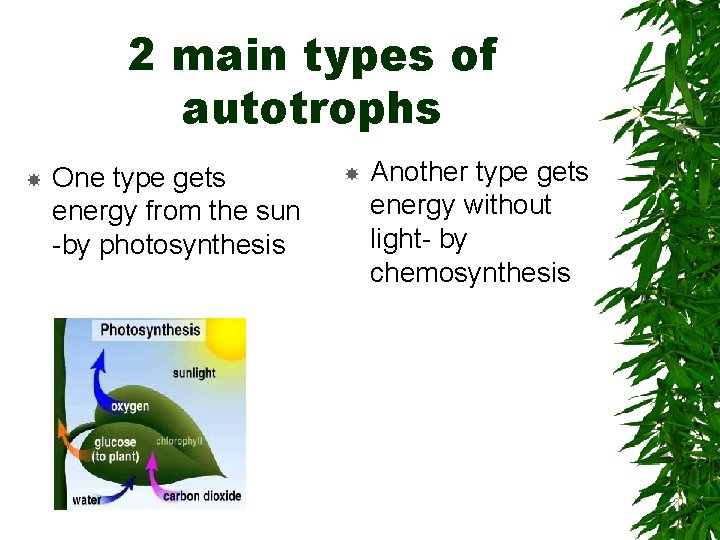 2 main types of autotrophs One type gets energy from the sun -by photosynthesis