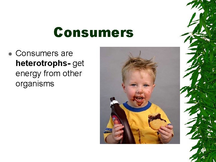 Consumers are heterotrophs- get energy from other organisms 