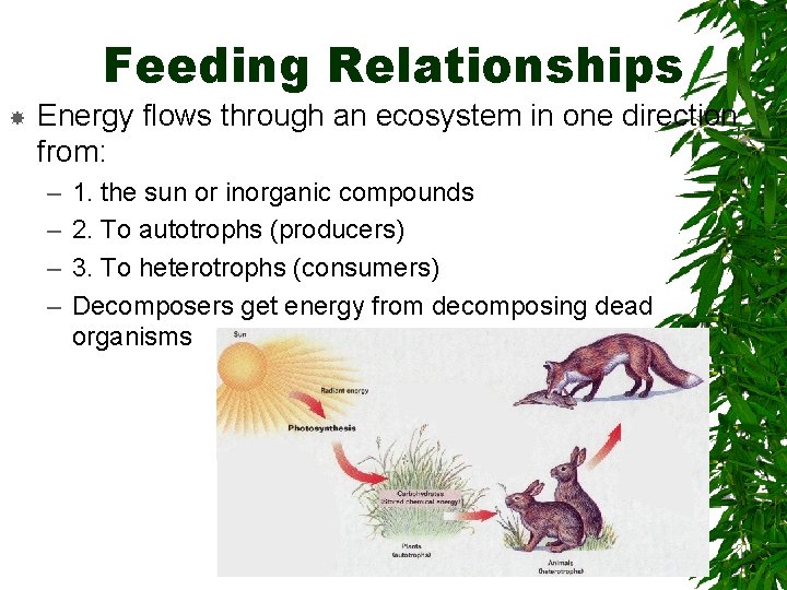 Feeding Relationships Energy flows through an ecosystem in one direction from: – – 1.