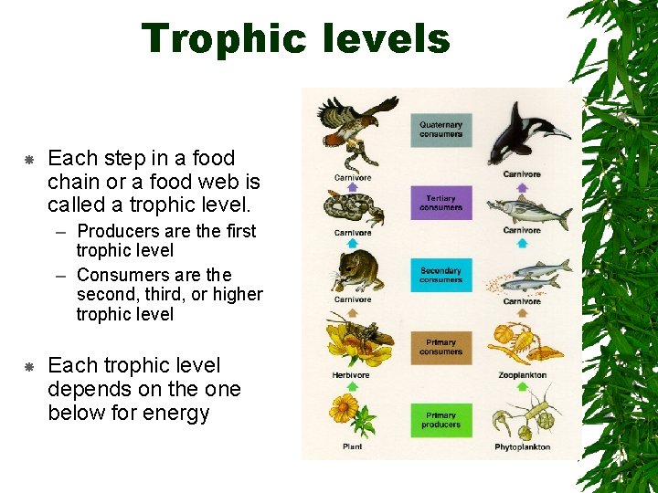 Trophic levels Each step in a food chain or a food web is called